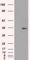 FOXA1 antibody [3A8]