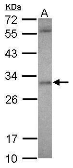 ASB12 antibody [N1C3]