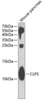 CLPS antibody