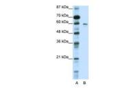 KCNG1 antibody, N-term
