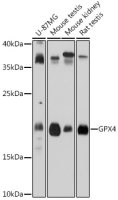 GPX4 antibody