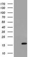IL1F6 antibody [3A2]