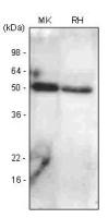 BMP7 antibody [4E7]