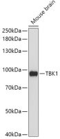 NAK / TBK1 antibody