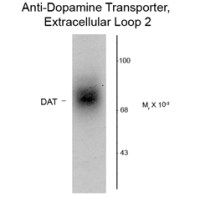 Dopamine Transporter antibody, Extracellular Loop 2