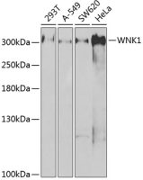 WNK1 antibody