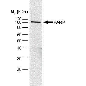 PARP antibody [A6.4.12]