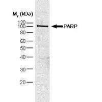 PARP antibody [A6.4.12]