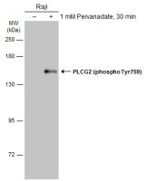 PLCG2 (phospho Tyr759) antibody
