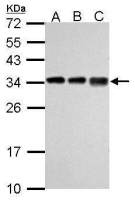 RPL7A antibody