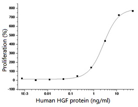 Human HGF protein (active)