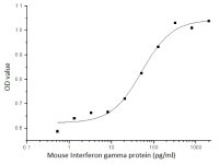 Mouse Interferon gamma protein (active)