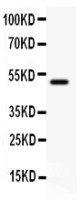 CD80 antibody