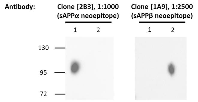 Human APP beta (extracellular region) protein, His tag
