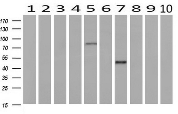 GRASP65 antibody [4F8]