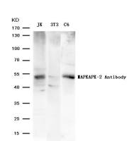 MAPKAPK-2 antibody
