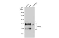 Ikaros antibody [JB50-38]