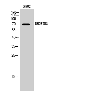 RHOBTB3 antibody