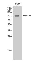 RHOBTB3 antibody