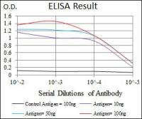 GluR2 antibody [7G6]