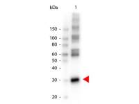 Asparaginase antibody (HRP)