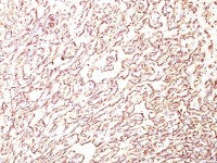 PODXL antibody [4F10]