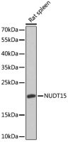 NUDT15 antibody