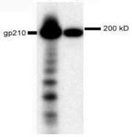 gp210 antibody, N-term