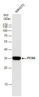 PCNA antibody