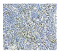 Synaptobrevin antibody [4E240]