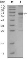 MSH6 antibody [3A10H7]