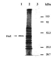 FtsZ antibody