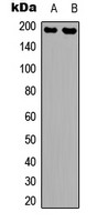 NMDAR2B (phospho Tyr1336) antibody