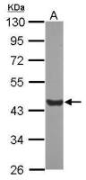 Glul antibody