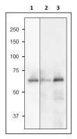 Sulfite Reductase antibody