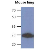 CREG1 antibody [AT1C6]