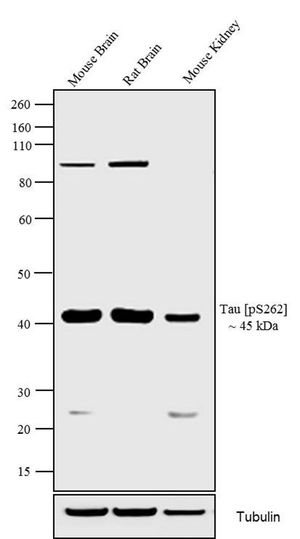 Tau (phospho Ser262) antibody