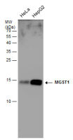 MGST1 antibody