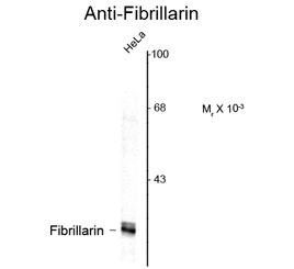 Fibrillarin antibody [38F3]