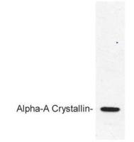 alpha A Crystallin antibody