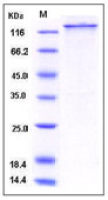 Human USP7 protein, GST and His tag