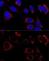 HSP60 antibody