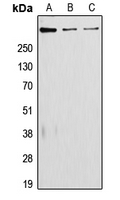 Laminin alpha 5 antibody