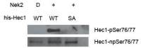 Hec1 (phospho Ser 76/77) antibody