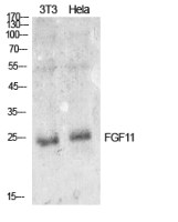 FGF11 antibody