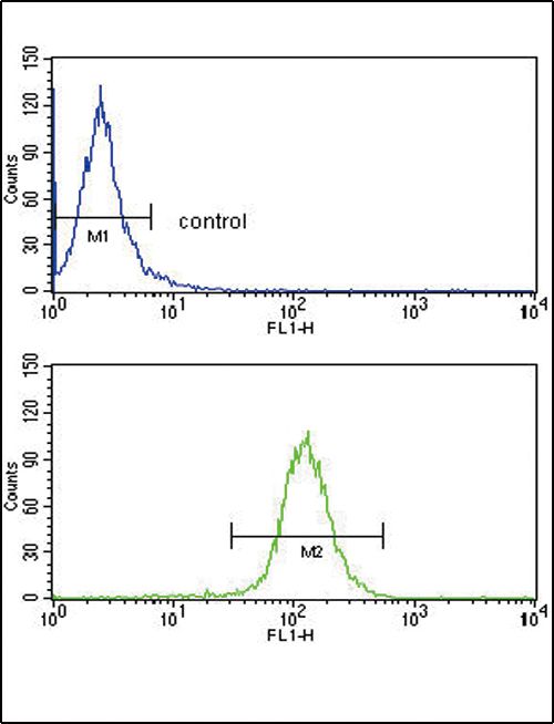 ABCG1 antibody, Internal