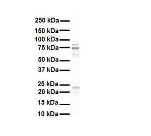 RHOT1 antibody, N-term