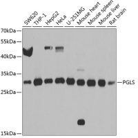 PGLS antibody