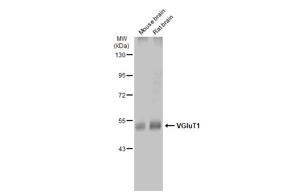 VGluT1 antibody