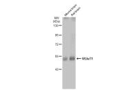VGluT1 antibody
